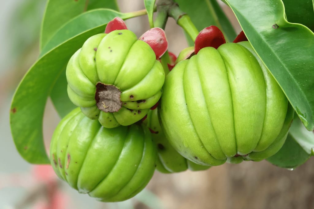 Close-up of fresh green garcinia cambogia fruit on a tree, a natural source of HCA (hydroxycitric acid), commonly used in weight loss supplements and appetite suppressants like Foodology Coleology Cutting Jelly, the viral Korean diet jelly promoted by Kylie Jenner.